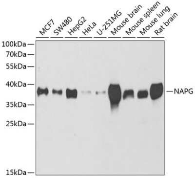 Western Blot: NAPG Antibody [NBP2-94015] - Analysis of extracts of various cell lines, using NAPG at 1:1000 dilution.Secondary antibody: HRP Goat Anti-Rabbit IgG (H+L) at 1:10000 dilution.Lysates/proteins: 25ug per lane.Blocking buffer: 3% nonfat dry milk in TBST.Detection: ECL Basic Kit .Exposure time: 90s.