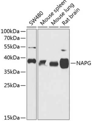 Western Blot: NAPG Antibody [NBP2-94808] - Analysis of extracts of various cell lines, using NAPG at 1:1000 dilution.Secondary antibody: HRP Goat Anti-Rabbit IgG (H+L) at 1:10000 dilution.Lysates/proteins: 25ug per lane.Blocking buffer: 3% nonfat dry milk in TBST.Detection: ECL Basic Kit .Exposure time: 30s.