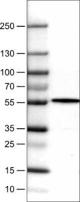 Western Blot: NAPRT1 Antibody (CL0366) [NBP2-52924] - Lane 1: Marker [kDa], Lane 2: Human liver tissue lysate