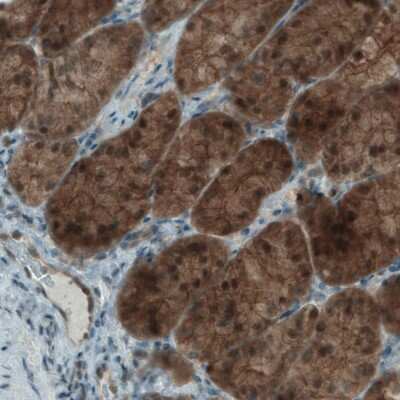 Immunohistochemistry-Paraffin: NAPRT1 Antibody (CL0665) [NBP2-52954] - Staining of human stomach shows strong positivity in glandular cells.