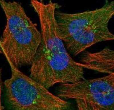 Immunocytochemistry/Immunofluorescence: NAPRT1 Antibody [NBP1-87243] - Staining of human cell line U-251 MG shows localization to nucleoplasm, cytosol & the Golgi apparatus. Antibody staining is shown in green.