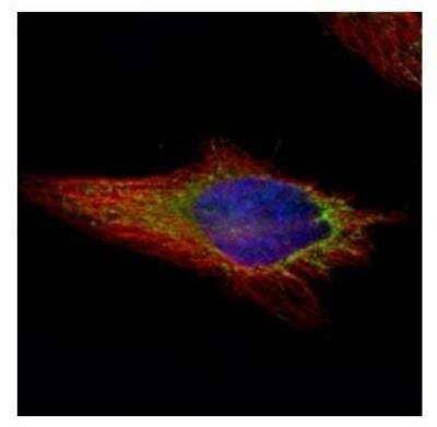 Immunocytochemistry/Immunofluorescence: NAPRT1 Antibody [NBP2-19471] - Confocal immunofluorescence analysis of methanol-fixed HeLa, using NAPRT1 antibody (Green) at 1:500 dilution. Alpha-tubulin filaments are labeled with Alpha-tubulin antibody (Red) at 1:2000.