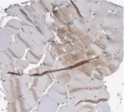 Immunohistochemistry-Paraffin: NAPRT1 Antibody [NBP1-87243] - Staining of human skeletal muscle shows no positivity in myocytes as expected.