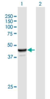 Western Blot: NAPRT1 Antibody [H00093100-B01P] - Analysis of NAPRT1 expression in transfected 293T cell line by NAPRT1 polyclonal antibody.  Lane 1: NAPRT1 transfected lysate(51.26 KDa). Lane 2: Non-transfected lysate.