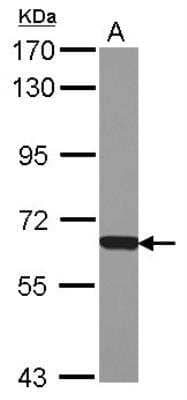 Western Blot: NAPRT1 Antibody [NBP2-19471] -  A: HeLa.