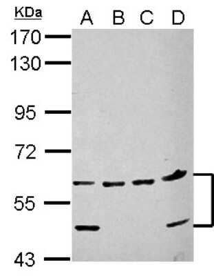 Western Blot: NARF Antibody [NBP2-19474] - Sample (30 ug of whole cell lysate) A: A549 B: H1299 C: HCT116 D: MCF-7 7. 5% SDS PAGE gel, diluted at 1:1000.