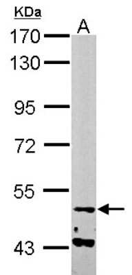 Western Blot: NARF Antibody [NBP2-19474] - Sample (50 ug of whole cell lysate) A: Mouse Muscle, 7. 5% SDS PAGE gel, diluted at 1:1000.