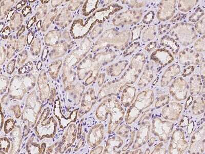 Immunohistochemistry: NARFL Antibody [NBP3-06258] - Immunochemical staining of human NARFL in human kidney with rabbit polyclonal antibody at 1:100 dilution, formalin-fixed paraffin embedded sections.