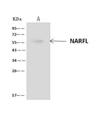 Immunoprecipitation: NARFL Antibody [NBP3-06258] - NARFL was immunoprecipitated using:Lane A:0.5 mg HELA Whole Cell Lysate4 uL anti-NARFL rabbit polyclonal antibody and 60 ug of Immunomagnetic beads Protein AG.Primary antibody:Anti-NARFL rabbit polyclonal antibody, at 1:100 dilution.Secondary antibody:Clean-Blot IP  Detection Reagent (HRP) at 1:1000 dilutionDeveloped using the ECL technique.Performed under reducing conditions.Predicted band size: 56 kDaObserved band size :56 kDa