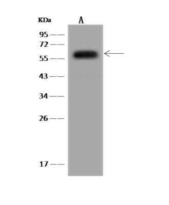 Western Blot: NARFL Antibody [NBP3-06258] - Anti-NARFL rabbit polyclonal antibody at 1:500 dilutionLane A: Hela Whole Cell LysateLysatesroteins at 30 ug per lane.SecondaryGoat Anti-Rabbit IgG (H+L)HRP at 110000 dilution.Developed using the ECL technique.Performed under reducing conditions.Predicted band size:53 kDaObserved band size:57 kDa