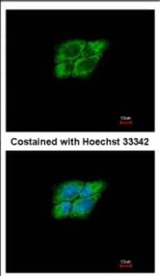 Immunocytochemistry/Immunofluorescence: NARG1 Antibody [NBP2-19477] - Immunofluorescence analysis of paraformaldehyde-fixed A431, using antibody at 1:500 dilution.