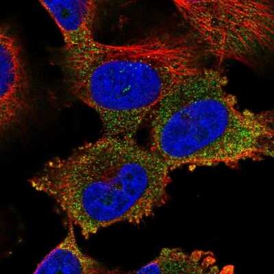 Immunocytochemistry/Immunofluorescence: NARG1L Antibody [NBP1-92166] - Immunofluorescent staining of human cell line U-251 MG shows localization to cytosol.