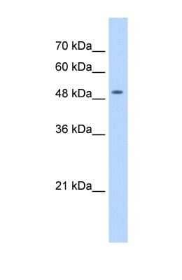 Western Blot: NARG1L Antibody [NBP1-53124] - HepG2 tissue lysate at a concentration of 0.5ug/ml.