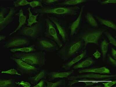Immunocytochemistry/Immunofluorescence: NARS Antibody [H00004677-D01P] - Analysis of antibody to NARS on HeLa cell. Antibody concentration 10 ug/ml.