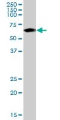 Western Blot: NARS Antibody [H00004677-B01P] - Analysis of NARS expression in human liver.