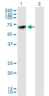 Western Blot: NARS Antibody [H00004677-B01P] - Analysis of NARS expression in transfected 293T cell line by NARS polyclonal antibody.  Lane 1: NARS transfected lysate(60.28 KDa). Lane 2: Non-transfected lysate.