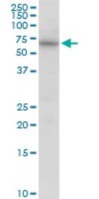 Western Blot: NARS Antibody [H00004677-D01P] - Analysis of NARS expression in HeLa.