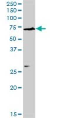 Western Blot: NARS Antibody [H00004677-D01P] - Analysis of NARS expression in human liver.