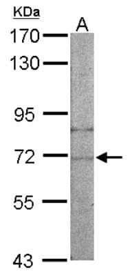 Western Blot: NARS Antibody [NBP1-31896] - Sample (50 ug of whole cell lysate) A: mouse liver 7. 5% SDS PAGE, antibody diluted at 1:500.