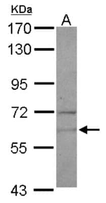 Western Blot: NARS Antibody [NBP1-31896] - Sample (30 ug of whole cell lysate) A: U87-MG 7.5% SDS PAGE, antibody diluted at 1:500.