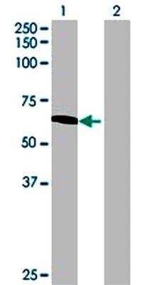 Western Blot: NARS2 Overexpression Lysate (Denatured) [H00079731-T01] - WB analysis of transient overexpression cell lysate with NARS2 antibody #H00079731-B01. Lane 1: NARS2 transfected lysate ( 54.1 KDa) Lane 2: Non-transfected lysate.