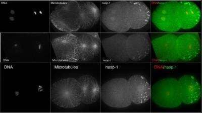Immunocytochemistry/Immunofluorescence: NASP Antibody [38700002] - This image is specific to animal number SDQ2364 Staining in P-granules and nucleus