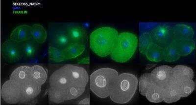 Immunocytochemistry/Immunofluorescence: NASP Antibody [38700002] - This image is specific to animal number SDQ2365 1:1000; methanol fixation; 1 hr