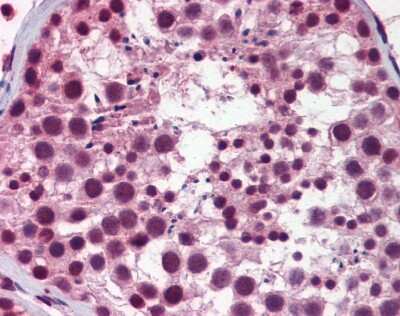 Immunohistochemistry-Paraffin: NASP Antibody [NBP1-52914] - Human Testis Tissue, 4-8ug/ml.