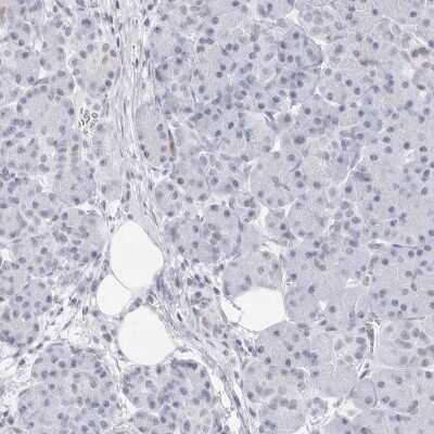 Immunohistochemistry-Paraffin: NASP Antibody [NBP2-33910] - Staining of human pancreas shows low expression as expected.