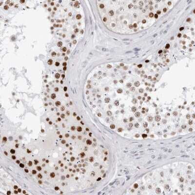 Immunohistochemistry-Paraffin: NASP Antibody [NBP2-33910] - Staining of human testis shows high expression.