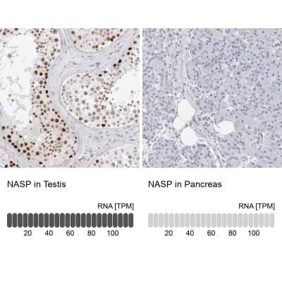 Immunohistochemistry-Paraffin: NASP Antibody [NBP2-33910] - Staining in human testis and pancreas tissues using anti-NASP antibody. Corresponding NASP RNA-seq data are presented for the same tissues.