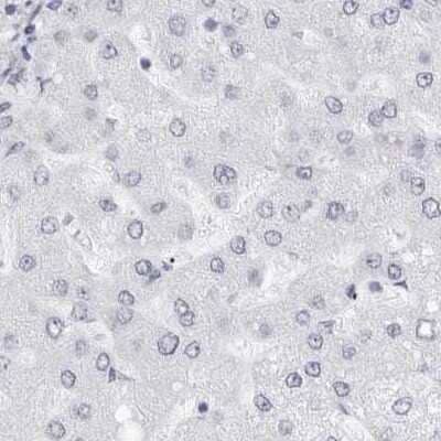 Immunohistochemistry-Paraffin: NASP Antibody [NBP2-33910] - Staining of human liver.