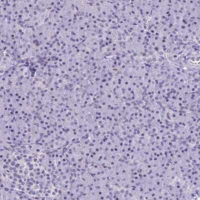 Immunohistochemistry-Paraffin: NASP Antibody [NBP2-33928] - Staining of human pancreas shows low expression as expected.