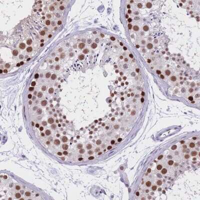 Immunohistochemistry-Paraffin: NASP Antibody [NBP2-33928] - Staining of human testis shows high expression.