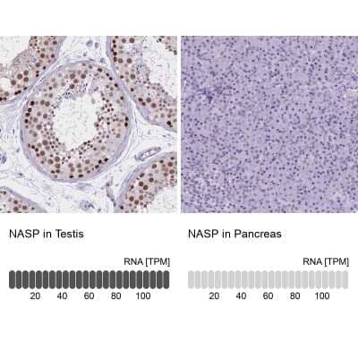 Immunohistochemistry-Paraffin: NASP Antibody [NBP2-33928] - Staining in human testis and pancreas tissues using anti-NASP antibody. Corresponding NASP RNA-seq data are presented for the same tissues.