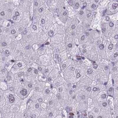 Immunohistochemistry-Paraffin: NASP Antibody [NBP2-33928] - Staining of human liver.