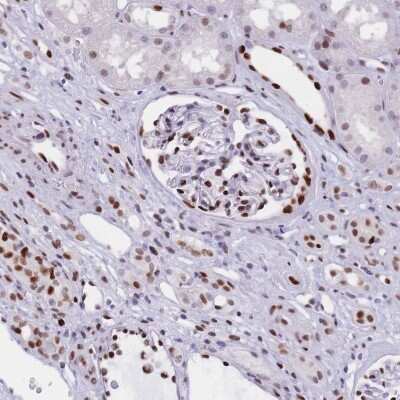 Immunohistochemistry-Paraffin: NASP Antibody [NBP2-33929] - Staining of human kidney shows low expression as expected.