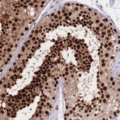 Immunohistochemistry-Paraffin: NASP Antibody [NBP2-33929] - Staining of human testis shows high expression.