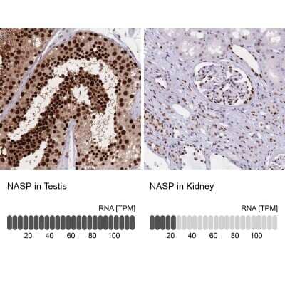 <b>Orthogonal Strategies Validation. </b>Immunohistochemistry-Paraffin: NASP Antibody [NBP2-33929] - Staining in human testis and kidney tissues using anti-NASP antibody. Corresponding NASP RNA-seq data are presented for the same tissues.