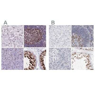 <b>Independent Antibodies Validation. </b>Immunohistochemistry-Paraffin: NASP Antibody [NBP2-33929] - Staining of human liver, lymph node, pancreas and testis using Anti-NASP antibody NBP2-33929 (A) shows similar protein distribution across tissues to independent antibody NBP2-33910 (B).