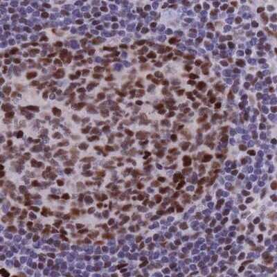 Immunohistochemistry-Paraffin: NASP Antibody [NBP2-33929] - Staining of human lymph node.