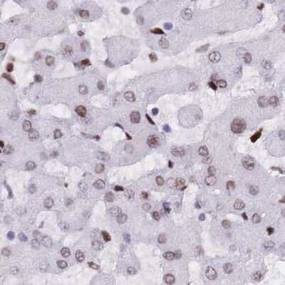 Immunohistochemistry-Paraffin: NASP Antibody [NBP2-33929] - Staining of human liver.