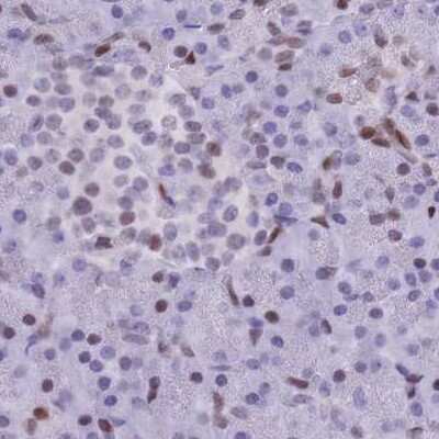 Immunohistochemistry-Paraffin: NASP Antibody [NBP2-33929] - Staining of human pancreas.