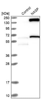 Western Blot: NASP Antibody [NBP2-33910] - Analysis in control (vector only transfected HEK293T lysate) and NASP over-expression lysate (Co-expressed with a C-terminal myc-DDK tag (3.1 kDa) in mammalian HEK293T cells).