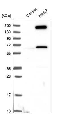 Western Blot: NASP Antibody [NBP2-33928] - Analysis in control (vector only transfected HEK293T lysate) and NASP over-expression lysate (Co-expressed with a C-terminal myc-DDK tag (3.1 kDa) in mammalian HEK293T cells).