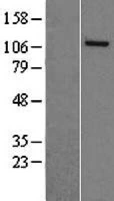 Western Blot: NASP Overexpression Lysate (Adult Normal) [NBL1-13483] Left-Empty vector transfected control cell lysate (HEK293 cell lysate); Right -Over-expression Lysate for NASP.