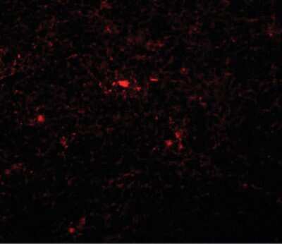 Immunocytochemistry/Immunofluorescence: NAT11 Antibody [NBP1-72143] - Immunofluorescence of NAT11 in mouse thymus tissue with NAT11 antibody at 20 ug/ml.