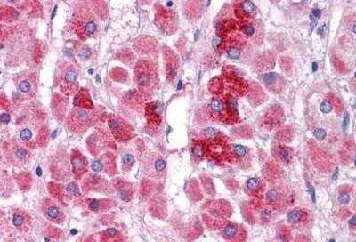 Immunohistochemistry-Paraffin: NAT11 Antibody [NBP1-72143] - Analysis of anti-NAA40 / NAT11 antibody with human adrenal at concentration 5 ug/ml.