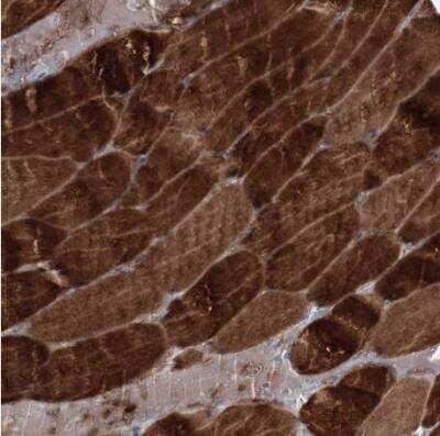 Immunohistochemistry-Paraffin NAT11 Antibody - BSA Free
