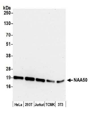 Western Blot: NAT13 Antibody [NBP2-59113] - Detection of human and mouse NAA50 by western blot. Samples: Whole cell lysate (15 ug) from HeLa, 293T, Jurkat, mouse TCMK-1, and mouse NIH3T3 cells prepared using NETN lysis buffer. Antibody: Affinity purified rabbit anti-NAA50 antibody NBP2-59113 used for WB at 1:1000. Detection: Chemiluminescence with an exposure time of 10 seconds.